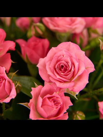 11 розовых кустовых роз