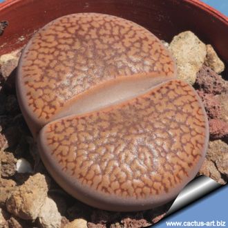 Lithops aucampiae Soetmelksvlei (MG) - 10 семян