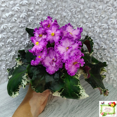 РС-Тропикана (С. Н. Репкина) 2015 г.