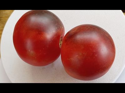 Томат Гондвана роза (Dwarf Gondwana Rose)