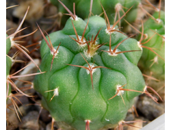 Gymnocalycium ferocior STO 866 (D=15-20mm)