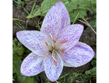 Colchicum aggripinum f.1
