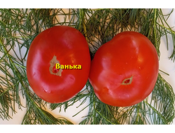 Томат Ванька
