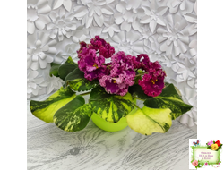 ЛФ-Дарья спорт со спонтанной пестролистностью