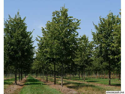 Липа европейская Палида - Pallida