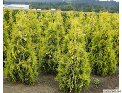 Туя Еллоу Риббон - Yellow Ribbon