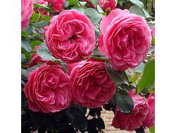 Роза Леонардо да Винчи (Leonardo da Vinci), ОКС, Россия