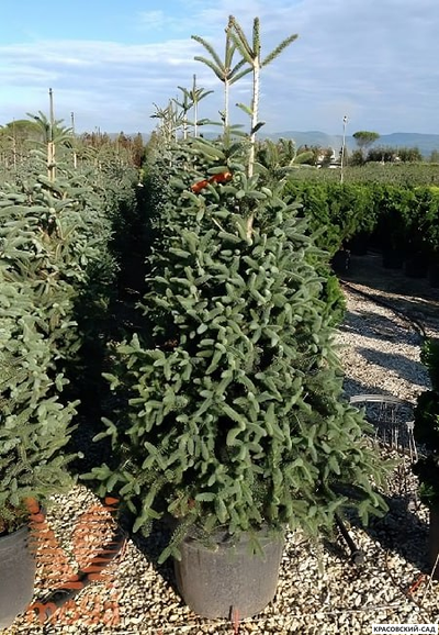 Пихта испанская Глаука