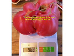 Томат Бычья сумка Ребекки Себастьян (Rebecca Sebastian's Bull Bad, США)