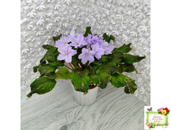 LV-Небо в Кармашке (Л. Шевелева) трейлер (пестролистный клакамас) сеянец