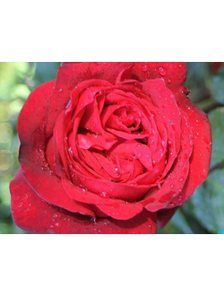 Адмирал (Admiral)