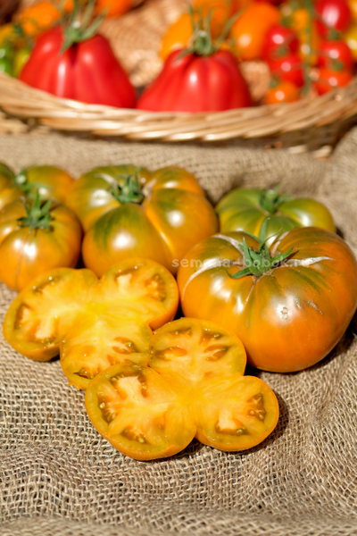 Томат Dwarf Uluru Ochre (Гном Улуру Охра), 10 шт