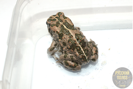 АФРИКАНСКАЯ ЗЕЛЕНАЯ ЖАБА, BUFOTES BOULENGERI
Содержание - https://terrafood-shop.ru/articles/afrikanskaia-zelenaia-zhaba-bufotes-boulengeri-soderzhanie-doma