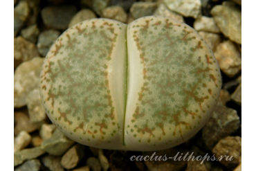 Lithops pseudotruncatella C070