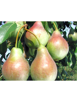 Груша Аллегро