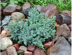 МОЖЖЕВЕЛЬНИКИ