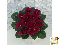 Jolly Mars (H.Pittman), #9718 (01/15/2007)