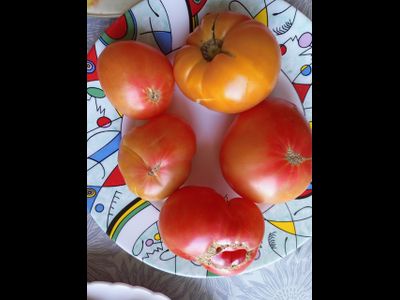 Томат Гном Удивительный (Dwarf Awesome, США, Австралия)