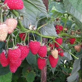 Малина Дочь Геракла  ЗКС