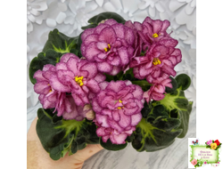 ЛФ-Мраморный Пион (Л. Федосеева)