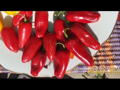 Перец острый Халапеньо ранний (Jalapeno Early)