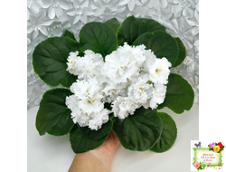 Свадебный Букет (К. Морев)