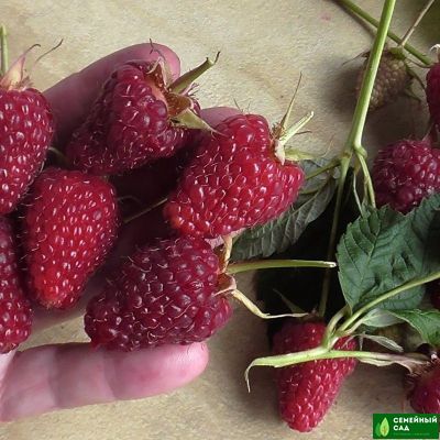 Малина рем.* "Самохвал"