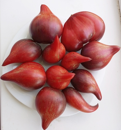 Томат Огненная комета Софии