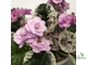 Фиалка Rose Bouquet