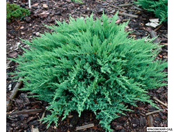 Можжевельник Казацкий Голубой - Juniperus Sabina