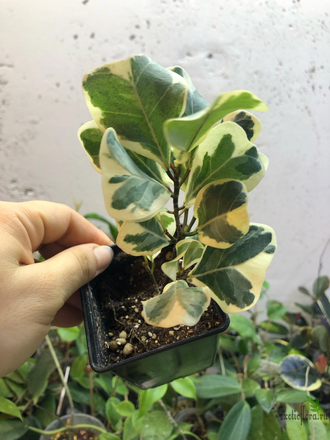 Ficus triangularis ‘White Margin’ / фикус треугольный белый