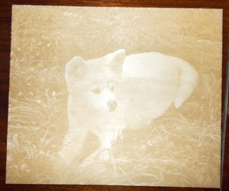 Твой любимец хатика