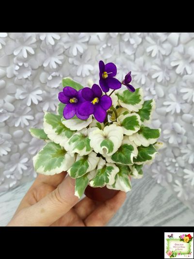 Milk’s Ten Cats (S.Fu) (05/31/2015) листовая химера