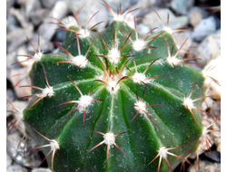 Melocactus schatzlii (D=35мм)