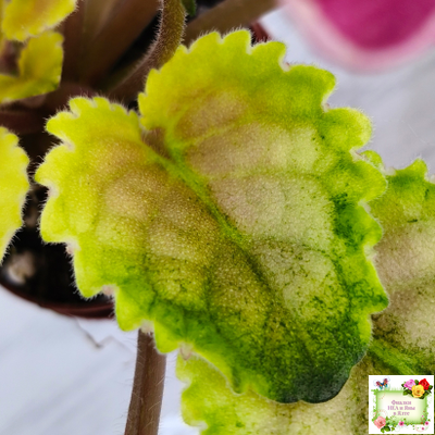 Mac's Scorching Sun (G. McDonald) (лист посажен 29.10.25)