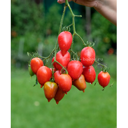 Томат Легенда Тарасенко, 10 шт