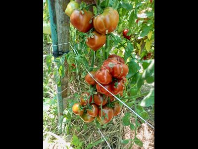 Томат Словенский черный  (Slovenian Black) США