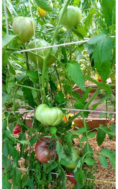 Томат Пурпурное сердце Рейнхарда (Reinhard's Purple Heart, Германия)