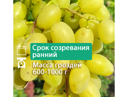 Милана