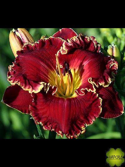 ЛИЛЕЙНИК ГИБРИДНЫЙ "НОТИ РЕД"