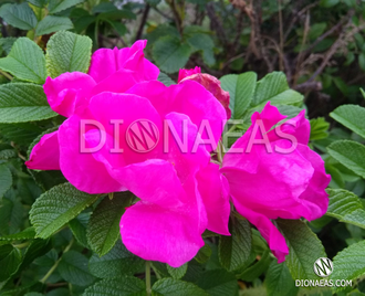 Rosa gallica officinalis