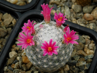 Mammillaria humboldtii RH 132 - 10 семян