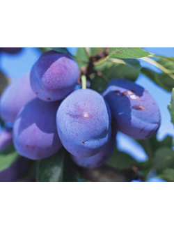 Слива  Стенли (Чернослив) (поздн.)