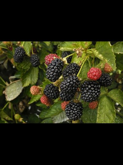 Торн фри (ежевика), 1год, ЗКС