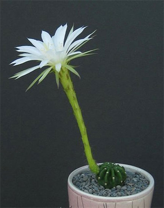 Echinopsis Subdenudata