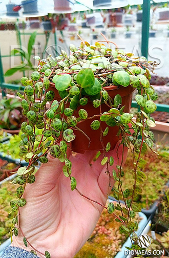 Peperomia prostrata - Пеперомия стелющаяся, Пеперомия плавленая