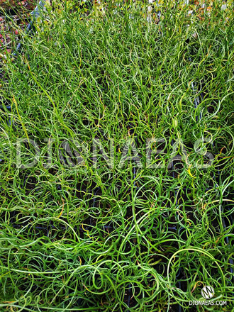 Juncus Spiralis