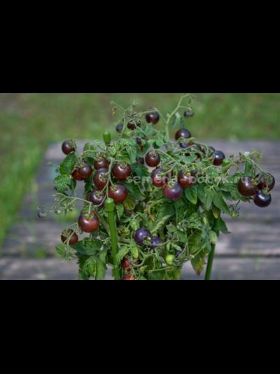 Томат Blaue Zimmertomate (Синий комнатный томат), 10 шт