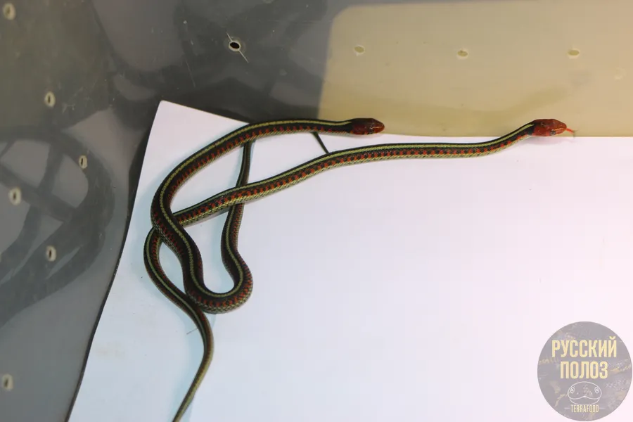 Калифорнийский подвязочные уж, Thamnophis sirtalis infernalis, California red-sided garter snake