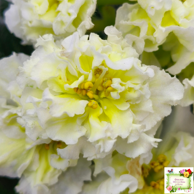 МК-Белый Янтарь (М. Карпова) 2023 г.